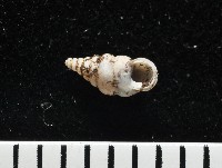 藏品(趙氏芝麻蝸)的圖片