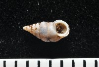 藏品(趙氏芝麻蝸)的圖片