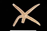 藏品(砂海星)的圖片