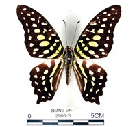 藏品(翠斑青鳳蝶)的圖片