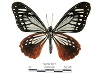 藏品(斑鳳蝶)的圖片