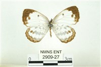 藏品(白雀斑灰蝶)的圖片