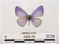 藏品(嫵琉灰蝶)的圖片