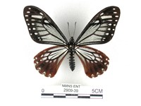 藏品(斑鳳蝶)的圖片