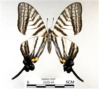 藏品(劍鳳蝶)的圖片