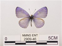 藏品(嫵琉灰蝶)的圖片