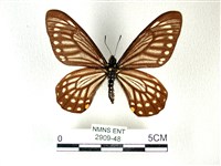 藏品(黃星斑鳳蝶)的圖片