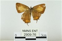 藏品(渡氏烏灰蝶)的圖片