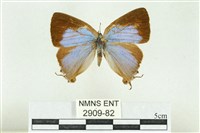 藏品(褐翅青灰蝶)的圖片