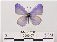 藏品(嫵琉灰蝶)的圖片