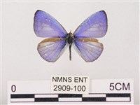 藏品(嫵琉灰蝶)的圖片