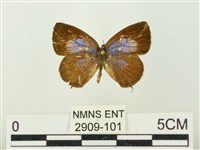 藏品(小紫灰蝶)的圖片