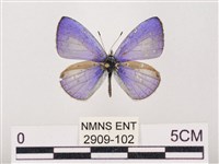 藏品(嫵琉灰蝶)的圖片