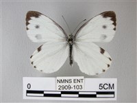 藏品(緣點白粉蝶)的圖片