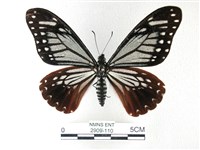 藏品(斑鳳蝶)的圖片