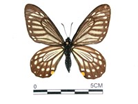 藏品(黃星斑鳳蝶)的圖片