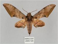 藏品(廣東鷹翅天蛾)的圖片