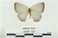 藏品(珠灰蝶)的圖片