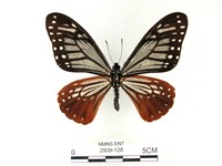 藏品(斑鳳蝶)的圖片