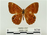 藏品(白點褐蜆蝶)的圖片