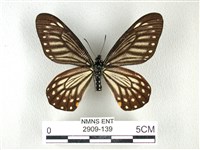 藏品(黃星斑鳳蝶)的圖片