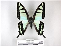 藏品(寬帶青鳳蝶)的圖片