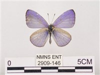 藏品(嫵琉灰蝶)的圖片