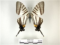 藏品(劍鳳蝶)的圖片