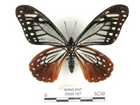 藏品(斑鳳蝶)的圖片