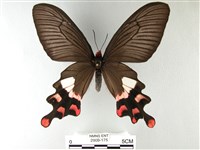 藏品(多姿麝鳳蝶)的圖片