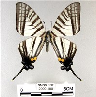 藏品(劍鳳蝶)的圖片