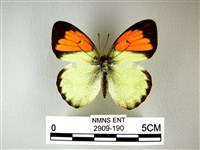 藏品(異粉蝶、雌白黃蝶)的圖片