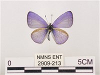 藏品(嫵琉灰蝶)的圖片