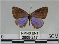 藏品(雅波灰蝶)的圖片