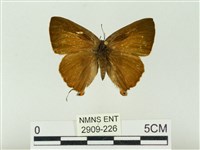 藏品(玳灰蝶)的圖片