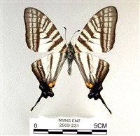 藏品(劍鳳蝶)的圖片