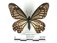 藏品(黃星斑鳳蝶)的圖片