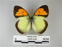 藏品(異粉蝶、雌白黃蝶)的圖片