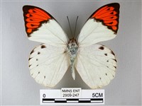 藏品(橙端粉蝶、端紅蝶)的圖片