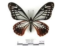 藏品(斑鳳蝶)的圖片