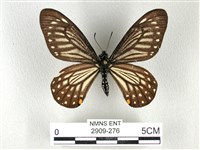 藏品(黃星斑鳳蝶)的圖片