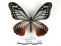 藏品(斑鳳蝶)的圖片