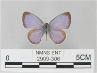 藏品(靛色琉灰蝶)的圖片