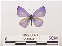 藏品(嫵琉灰蝶)的圖片