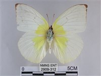 藏品(遷粉蝶、淡黃蝶)的圖片