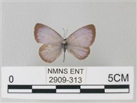 藏品(靛色琉灰蝶)的圖片