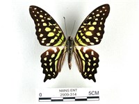 藏品(翠斑青鳳蝶)的圖片