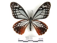 藏品(斑鳳蝶)的圖片