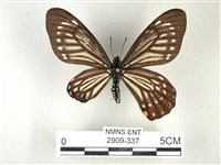 藏品(黃星斑鳳蝶)的圖片