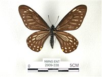 藏品(黃星斑鳳蝶)的圖片